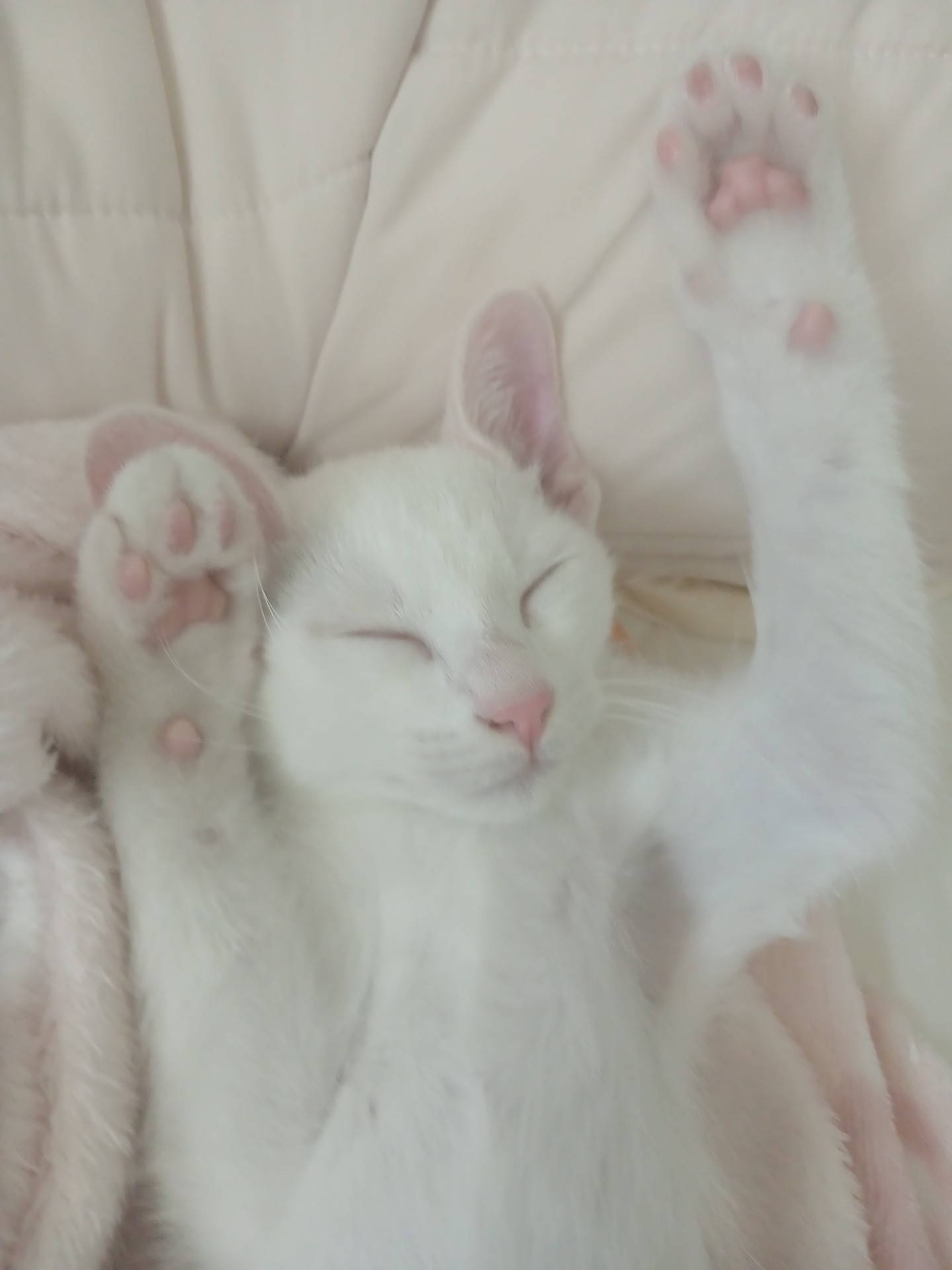 반려동물 자랑해주세용!