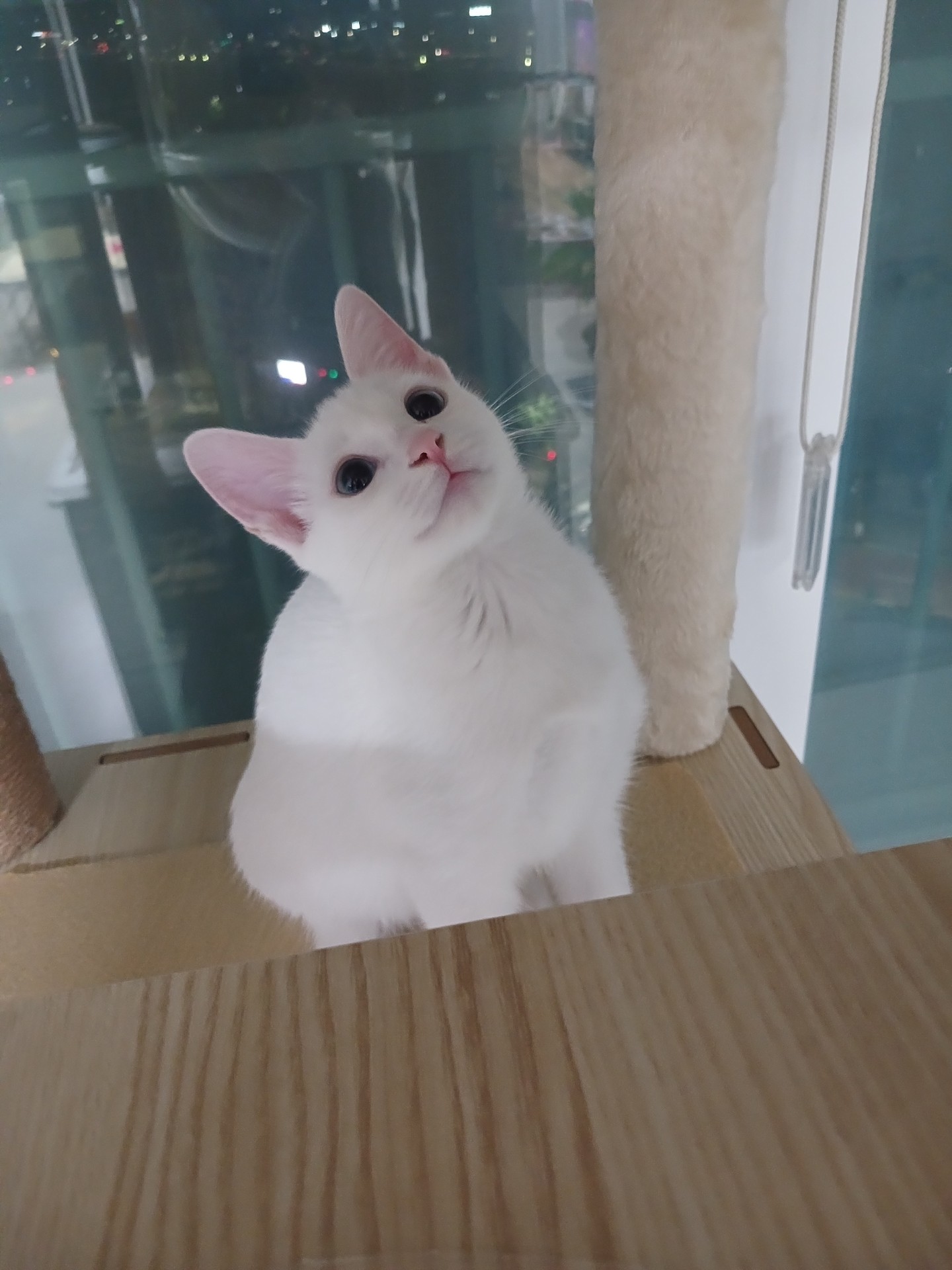 반려동물 자랑해주세용!