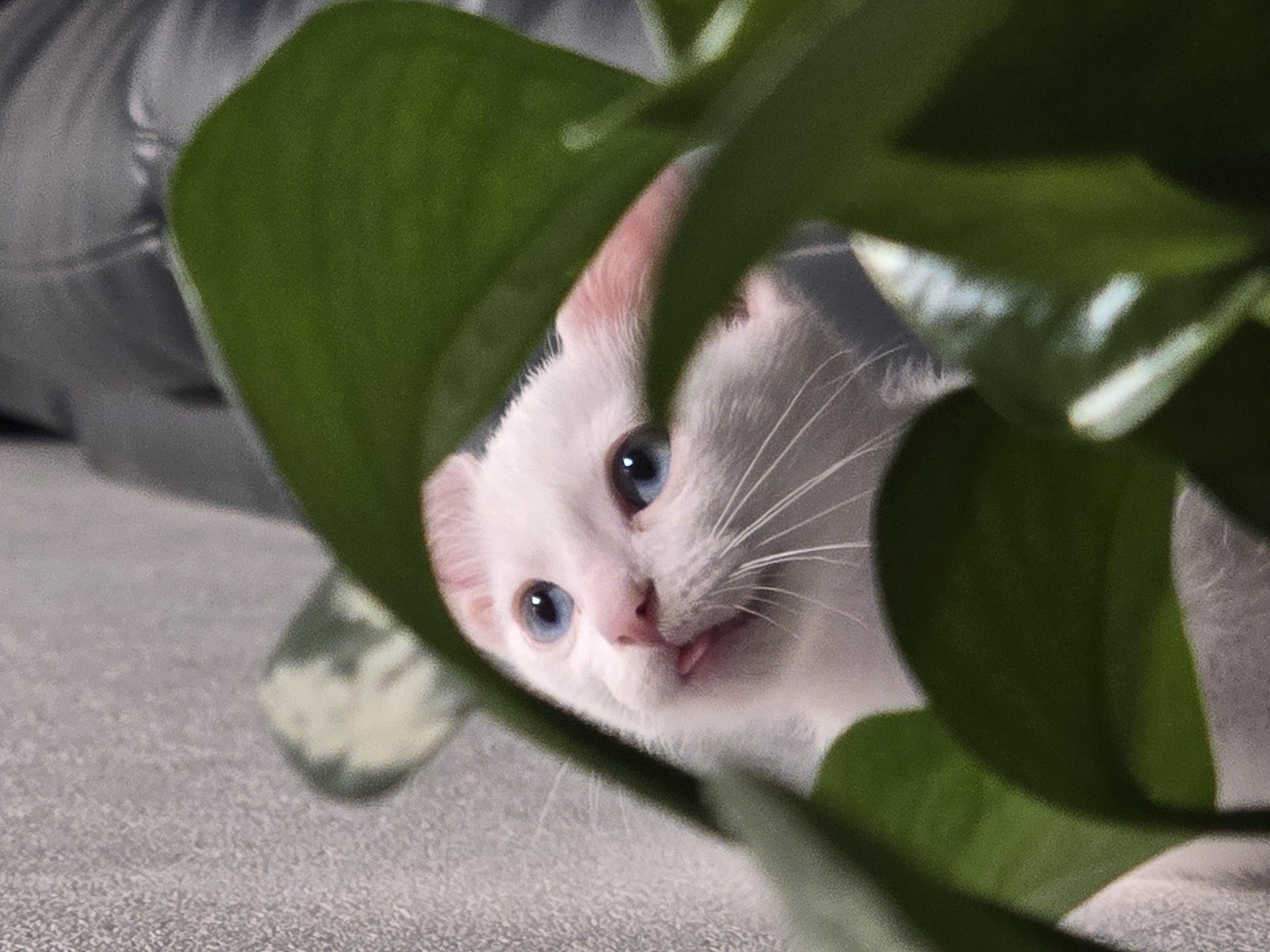 반려동물 자랑해주세용!