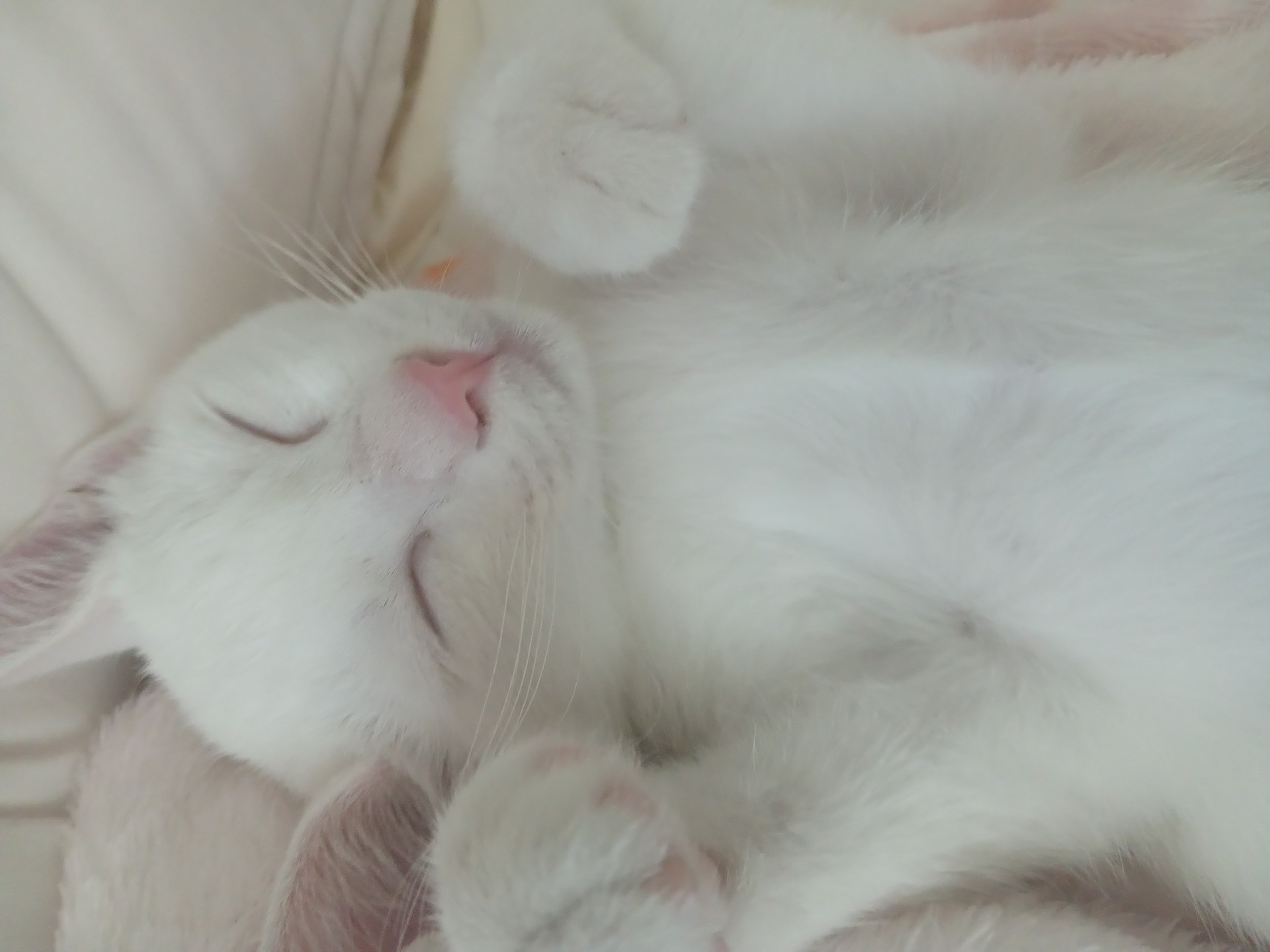 반려동물 자랑해주세용!