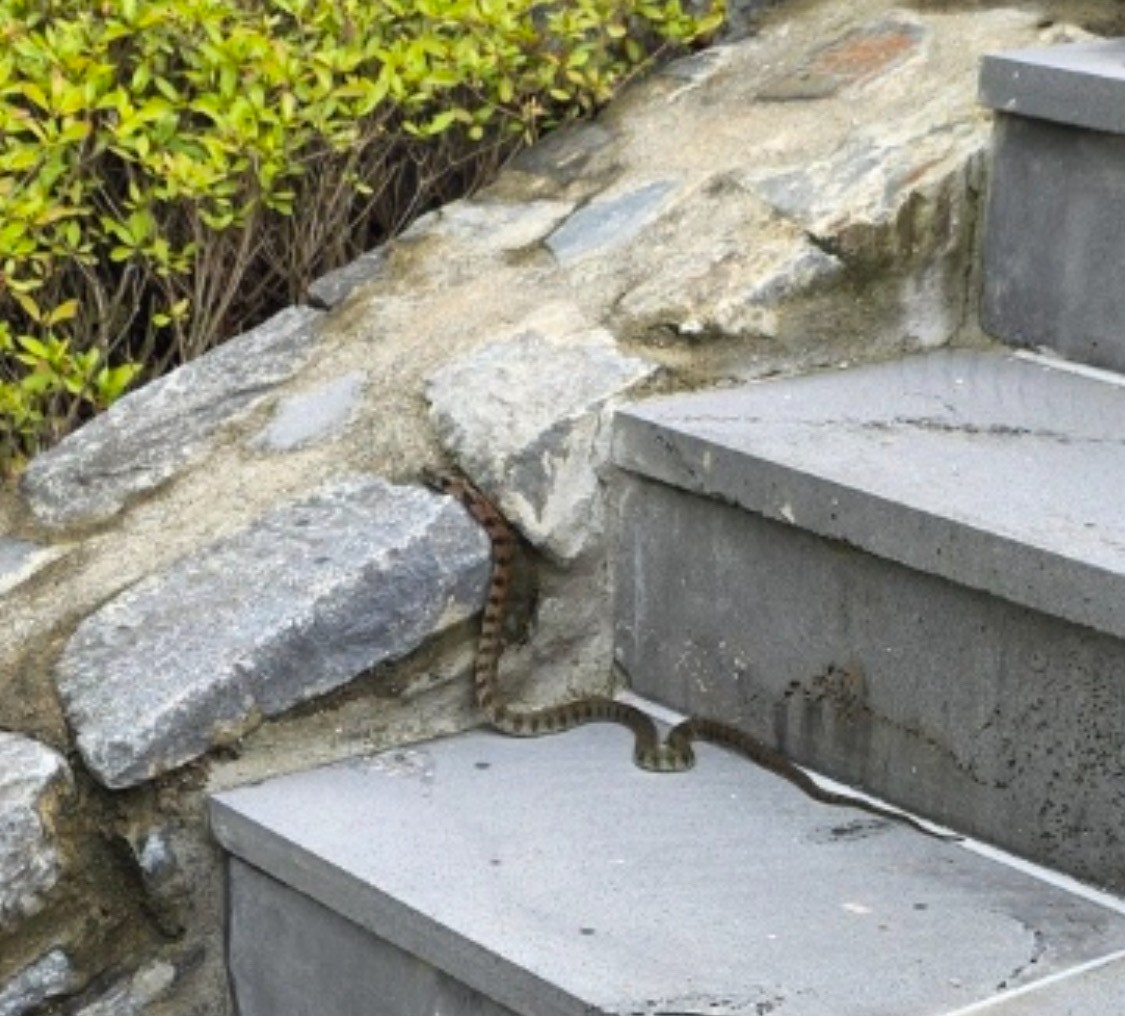 이거 엉ㅁ덛떡ㅎ햐해...? 우ㄹ립집ㅇ에 배매ㅐㅁ뱀 나옹...