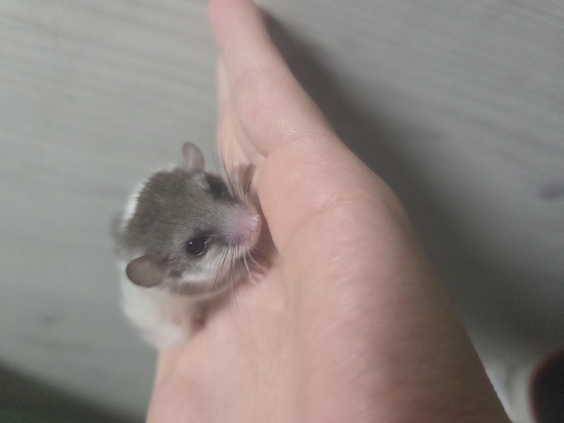 울집 그미 아가들