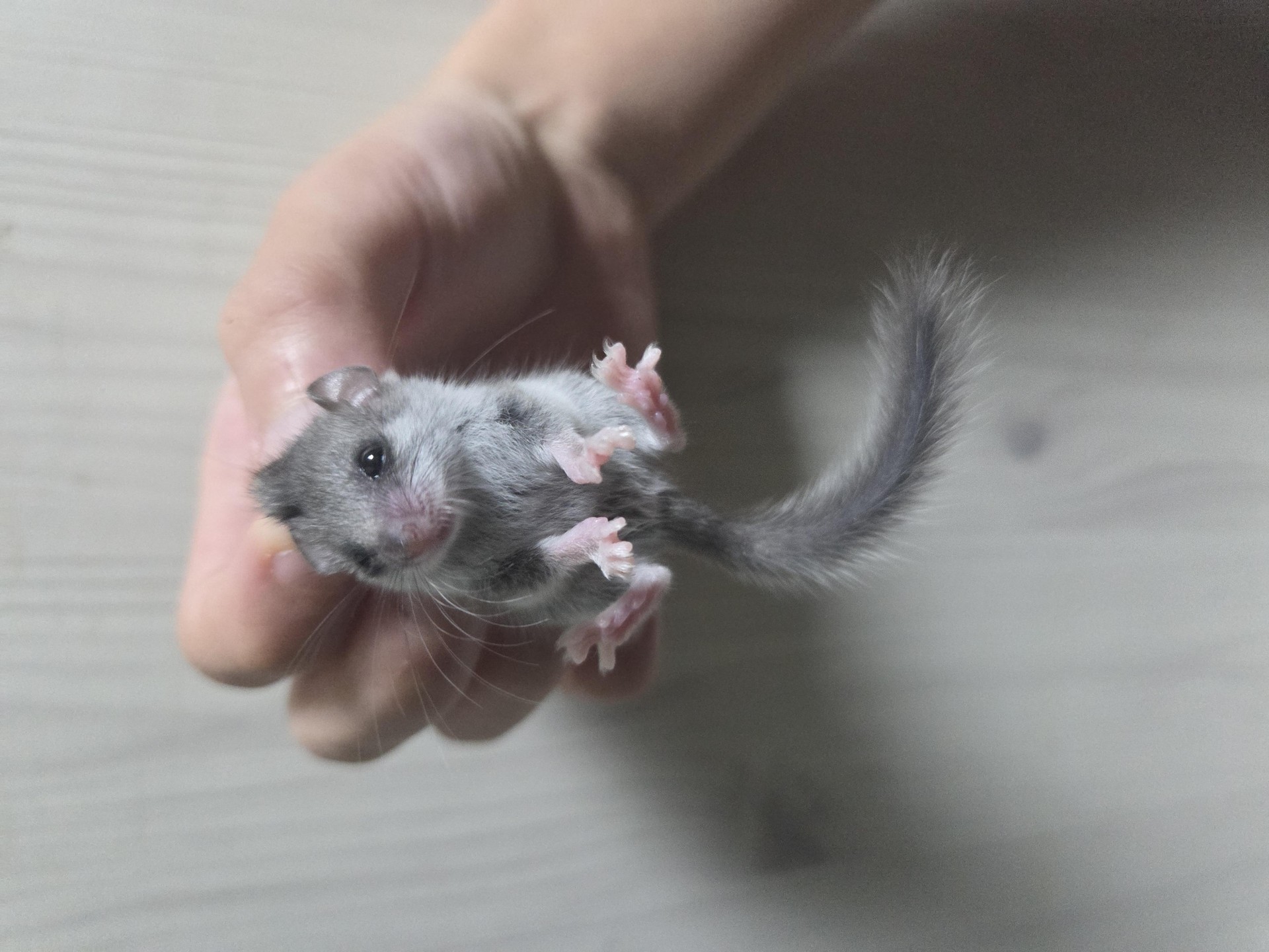 울집 그미 아가들