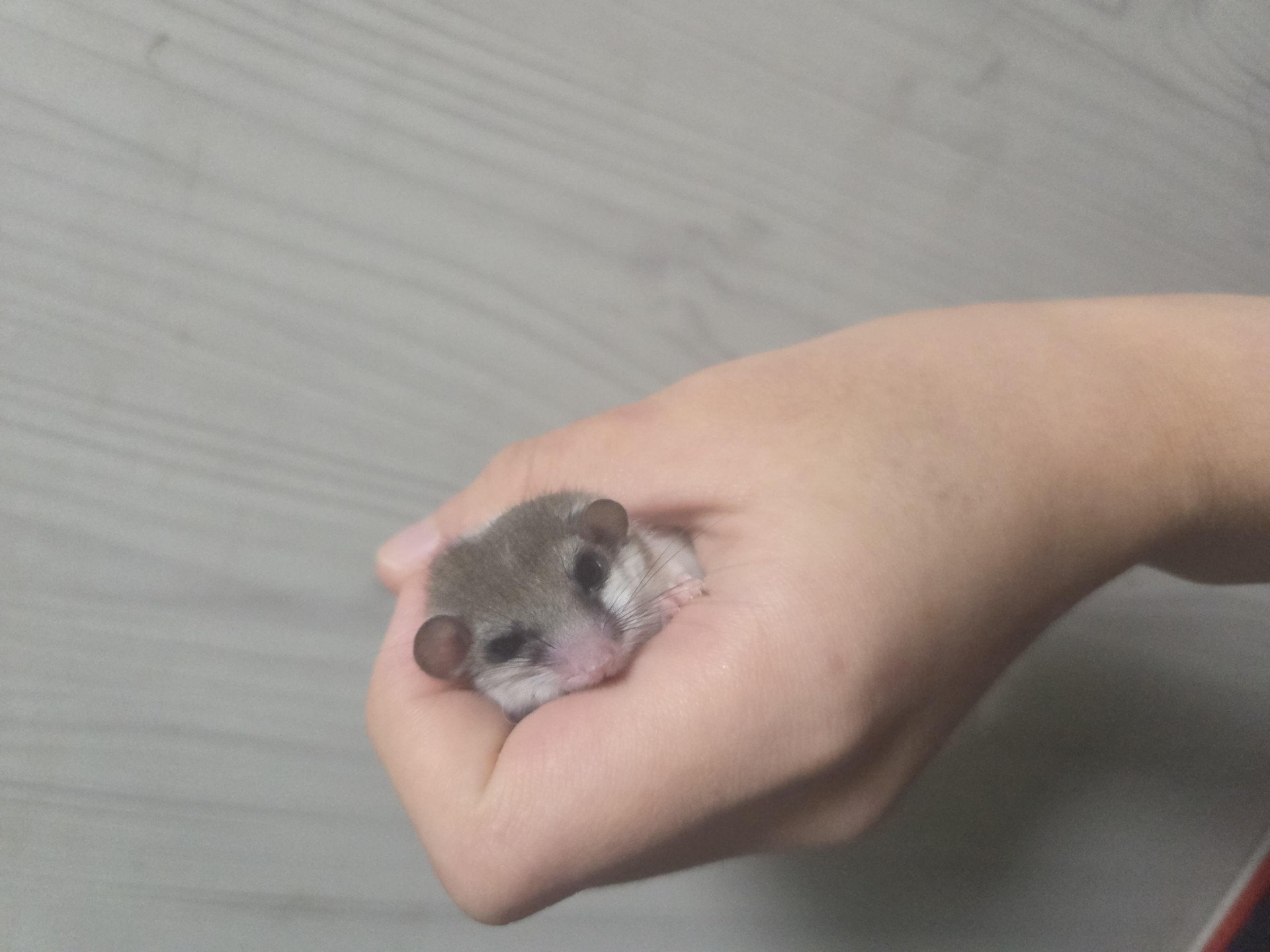 울집 그미 아가들