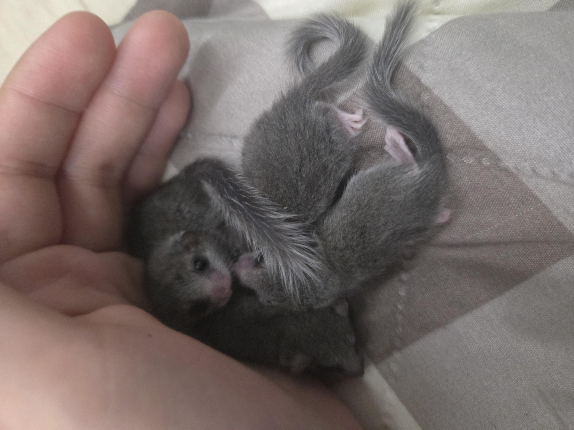 울집 그미 아가들