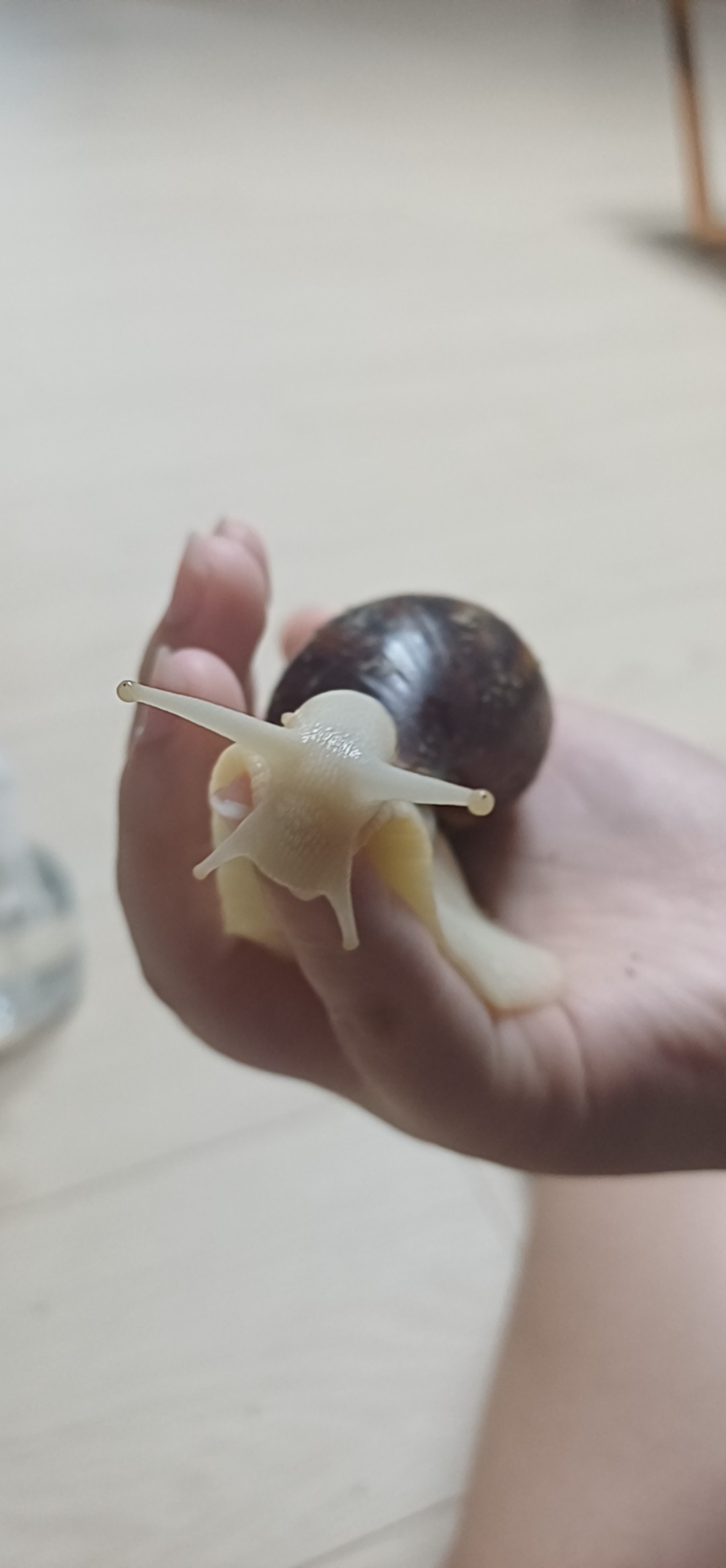 내가 키우는 반려곤충