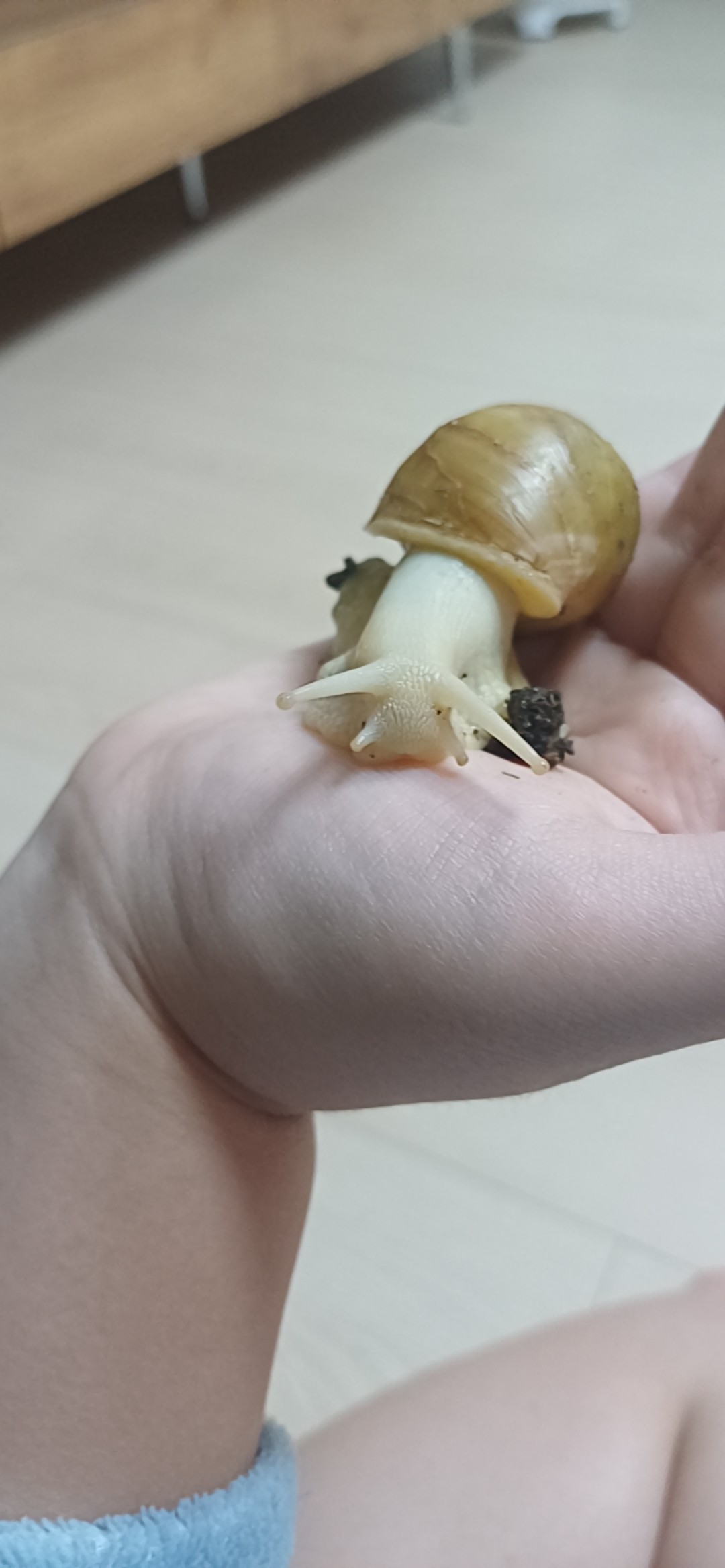 내가 키우는 반려곤충