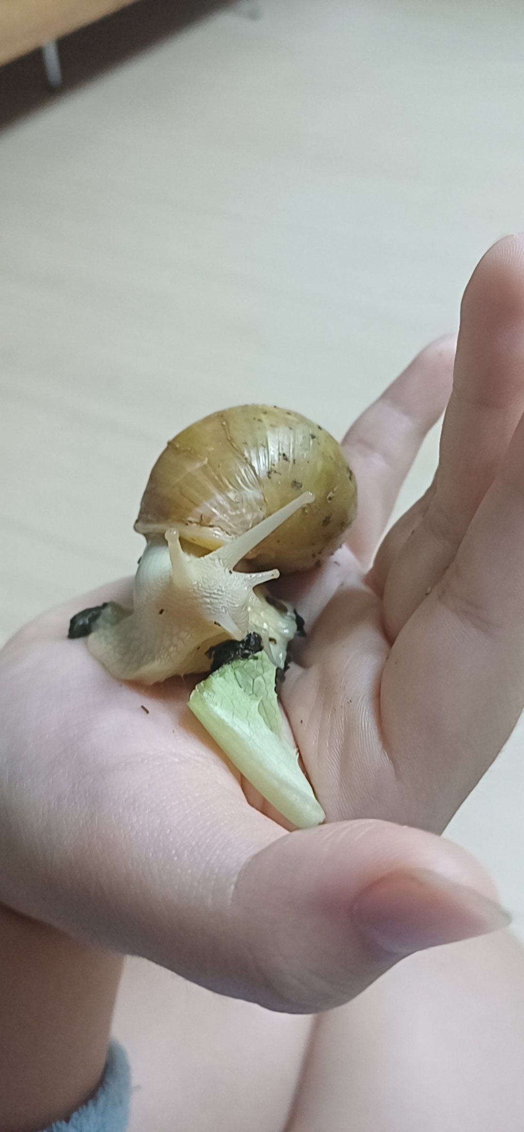 내가 키우는 반려곤충