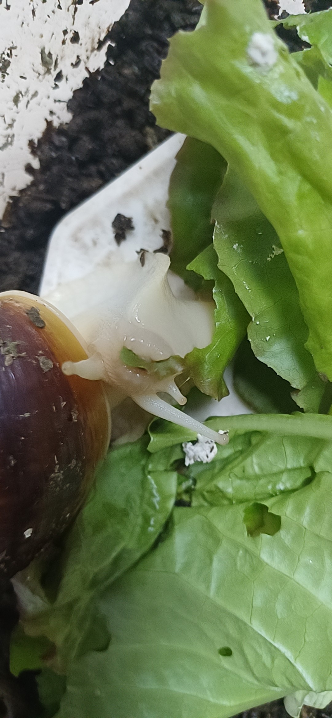 내가 키우는 반려곤충