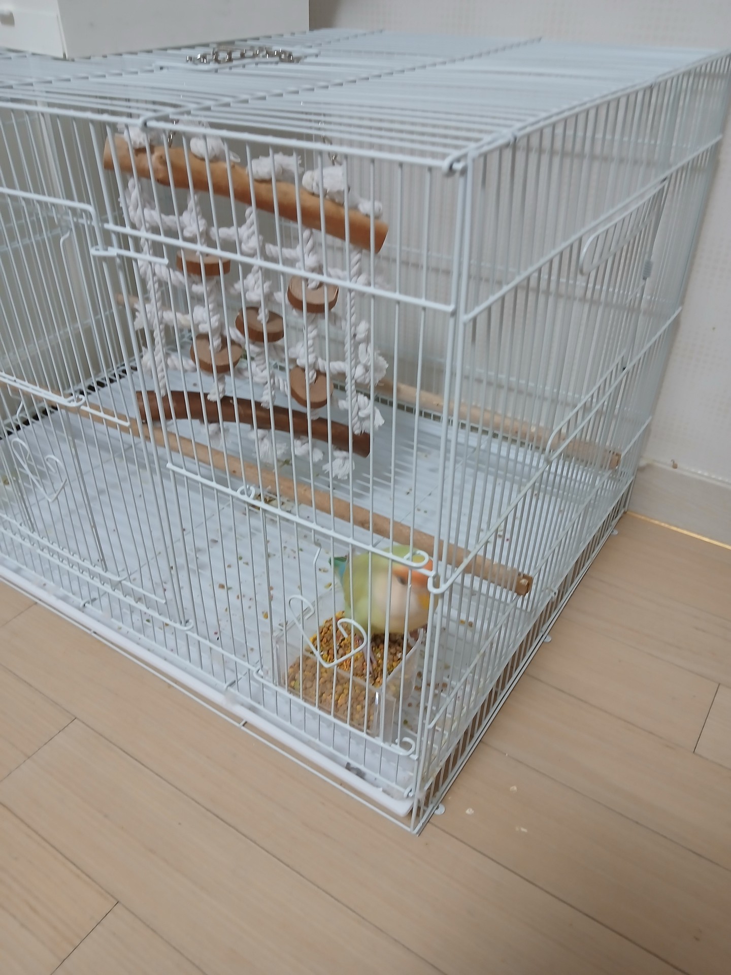 귀여운 앵무 보고가세요~~~~~~~