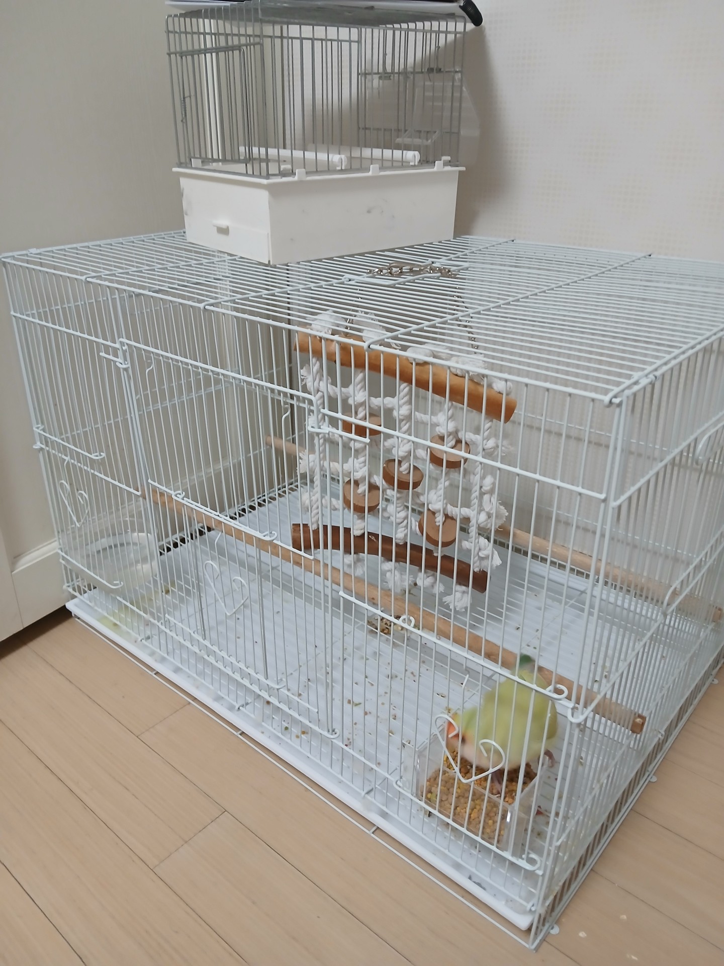 귀여운 앵무 보고가세요~~~~~~~