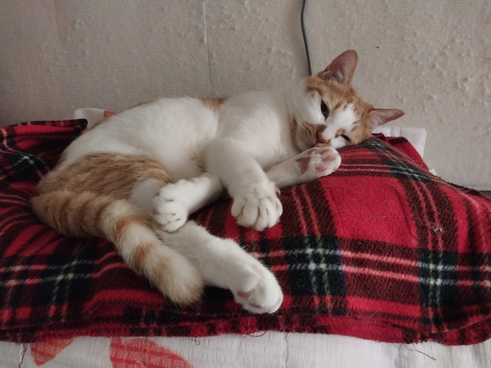 자려고 누운 고양이 어떤데