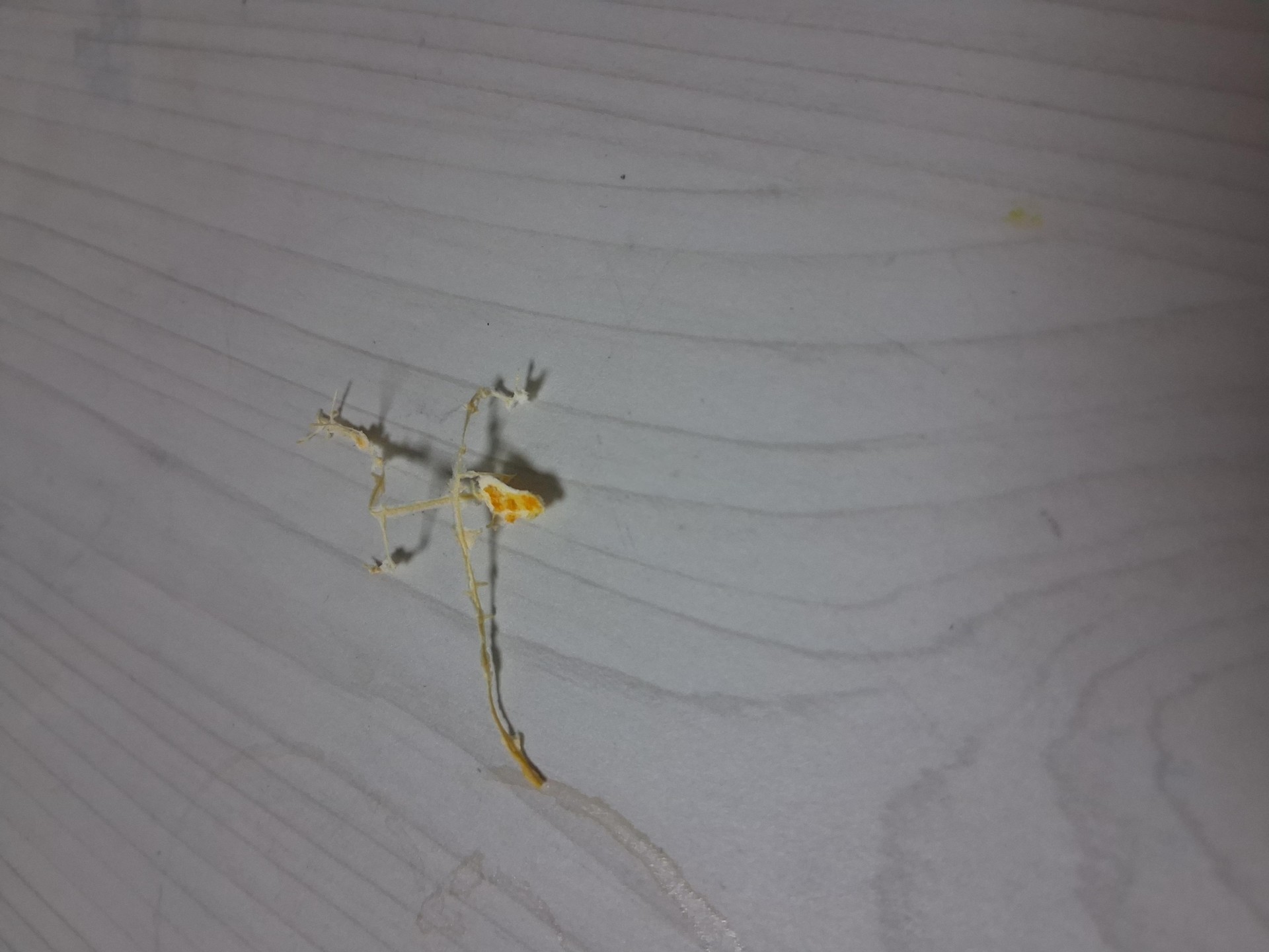 벌레인줄ㅋㅋㅋㅋ