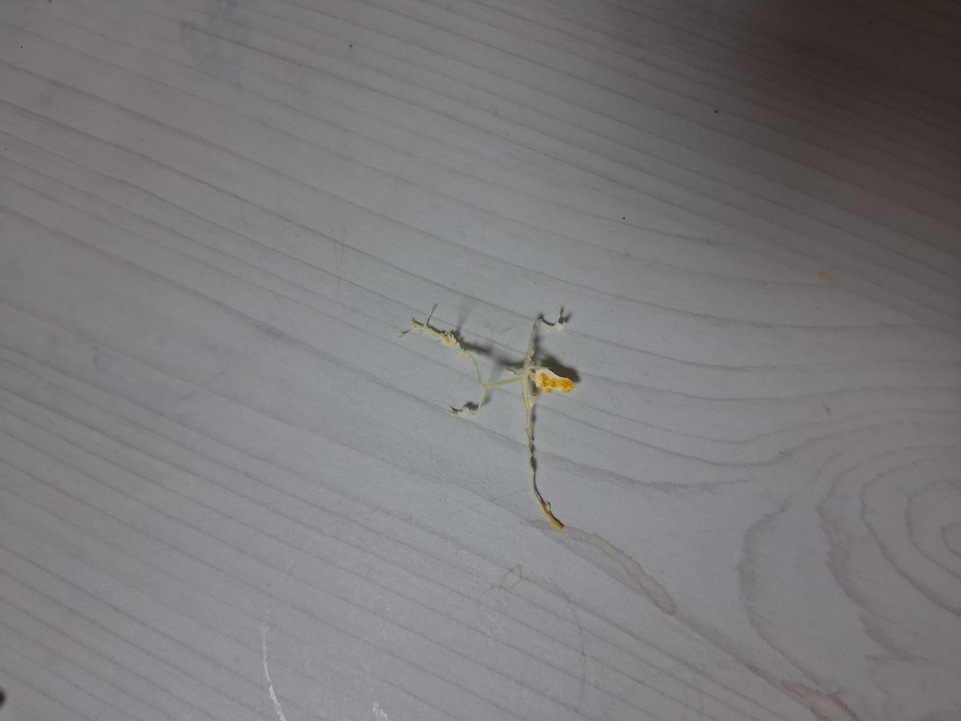 벌레인줄ㅋㅋㅋㅋ