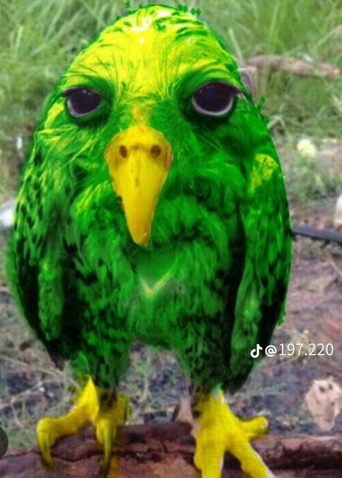 듀오링고의 흑역사