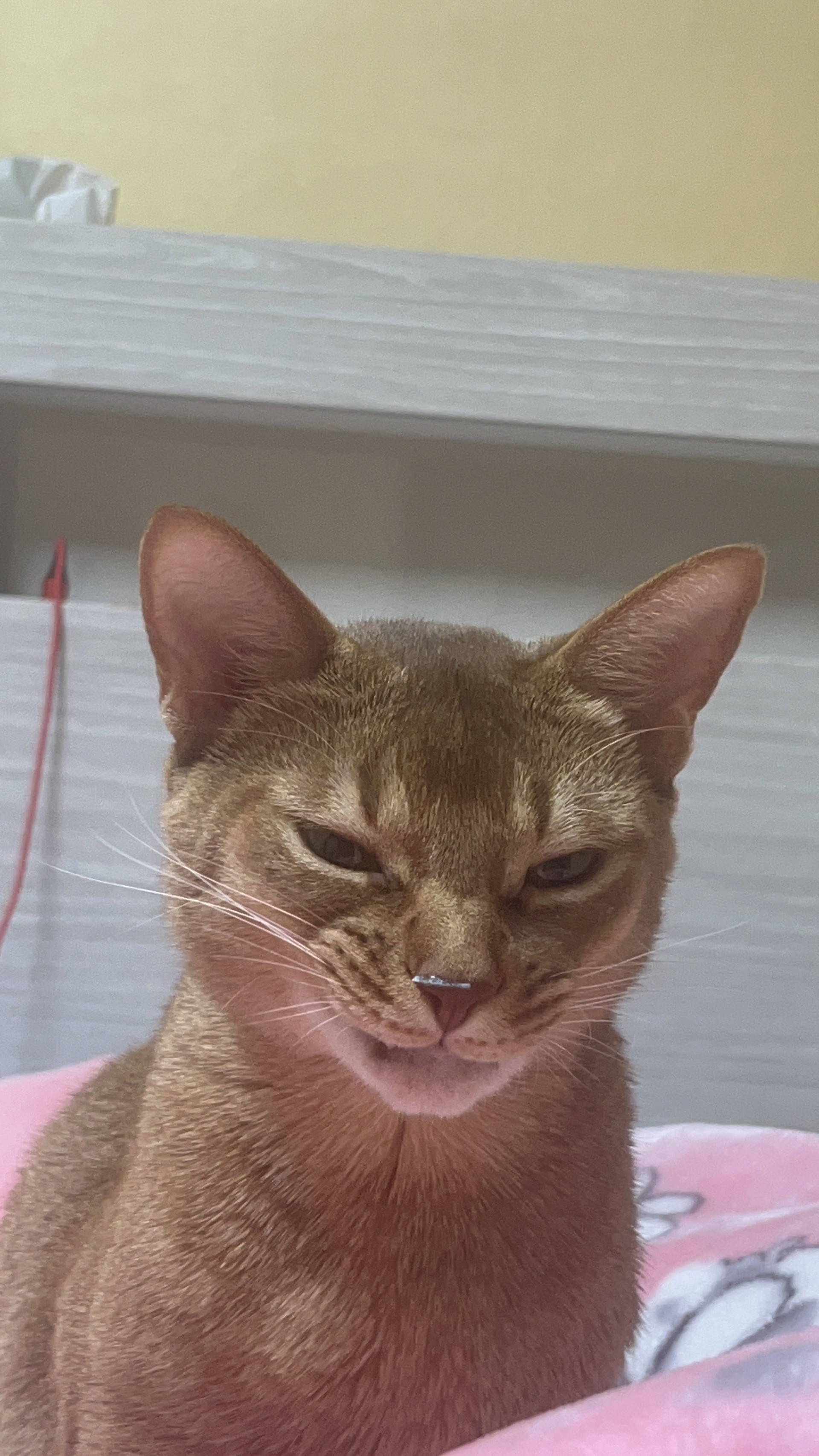 평타치냐?