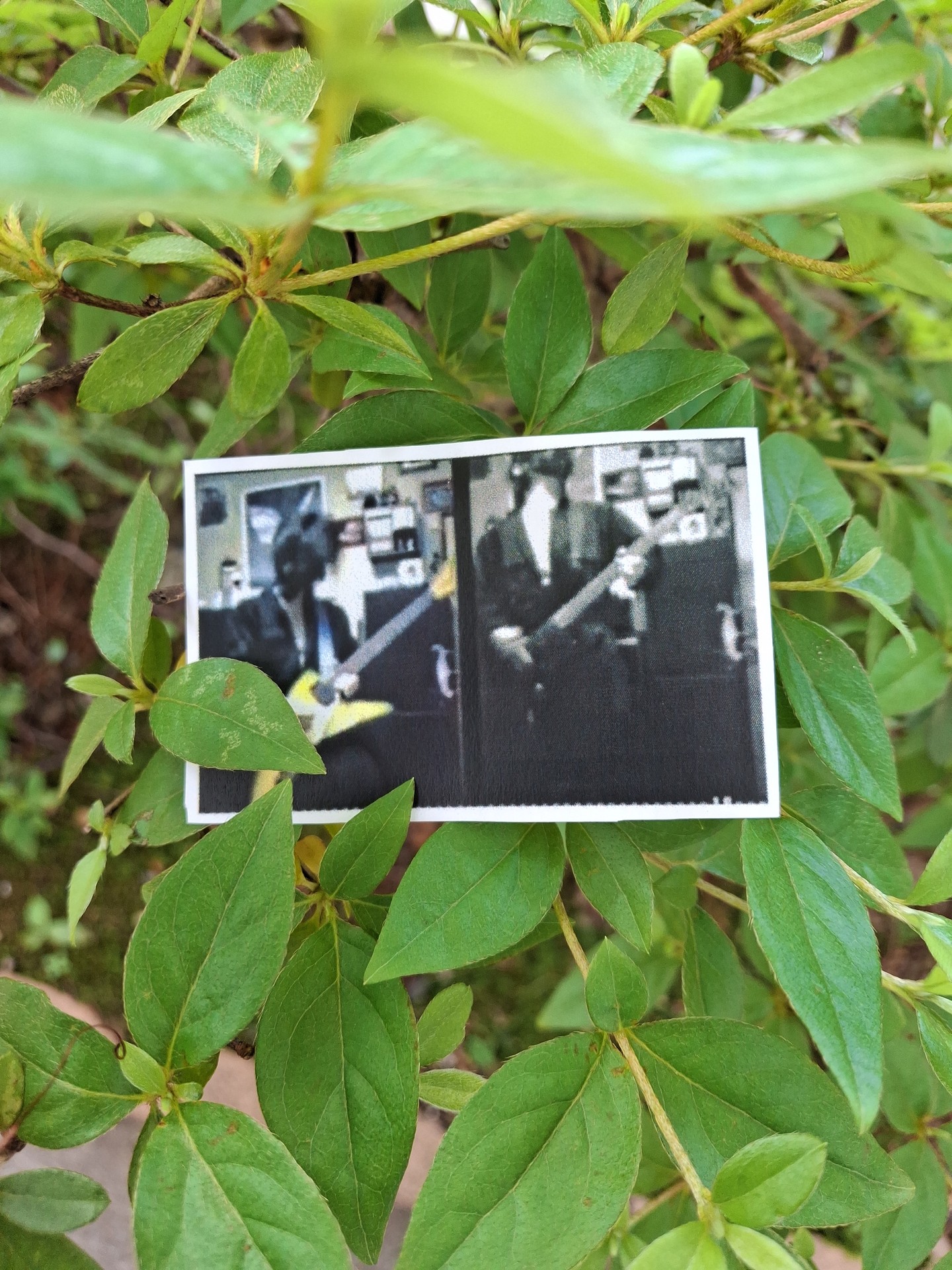 푸릇푸릇