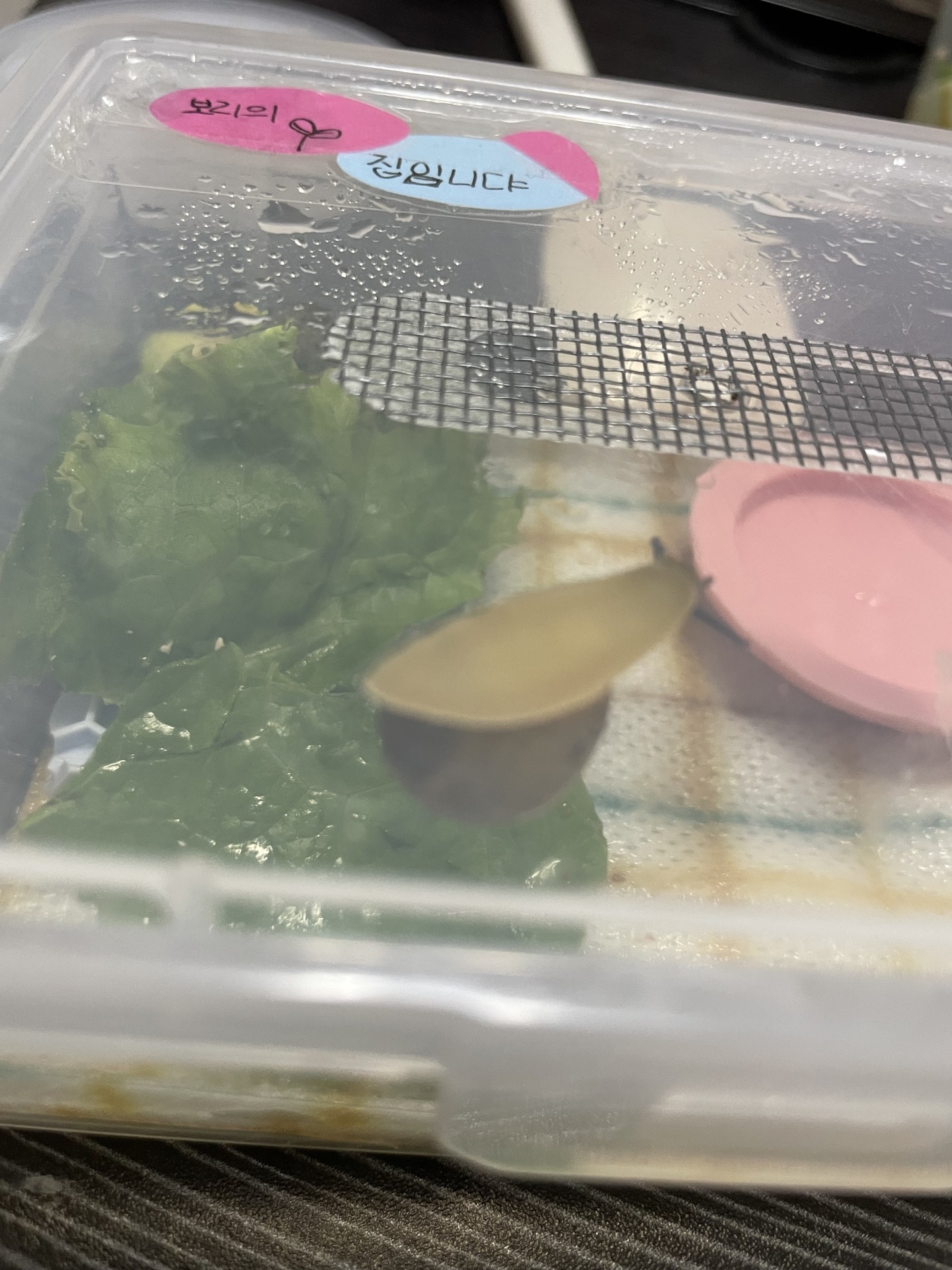 됐어요! 됐다구요!!