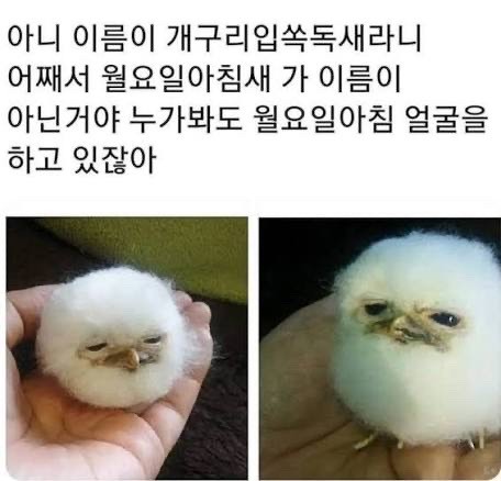 웃긴 짤(1)