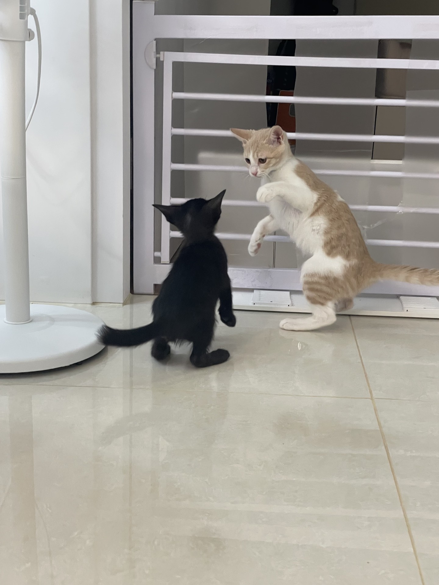 우리 집 아기♡