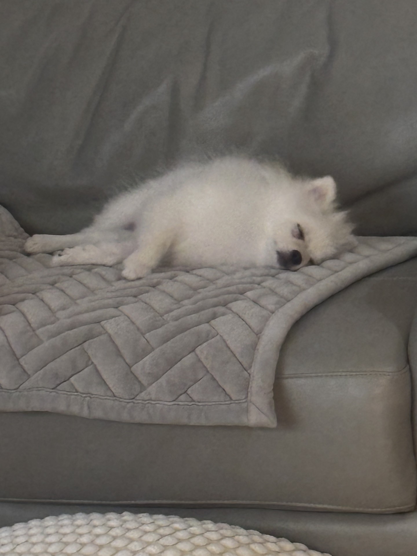 🐶