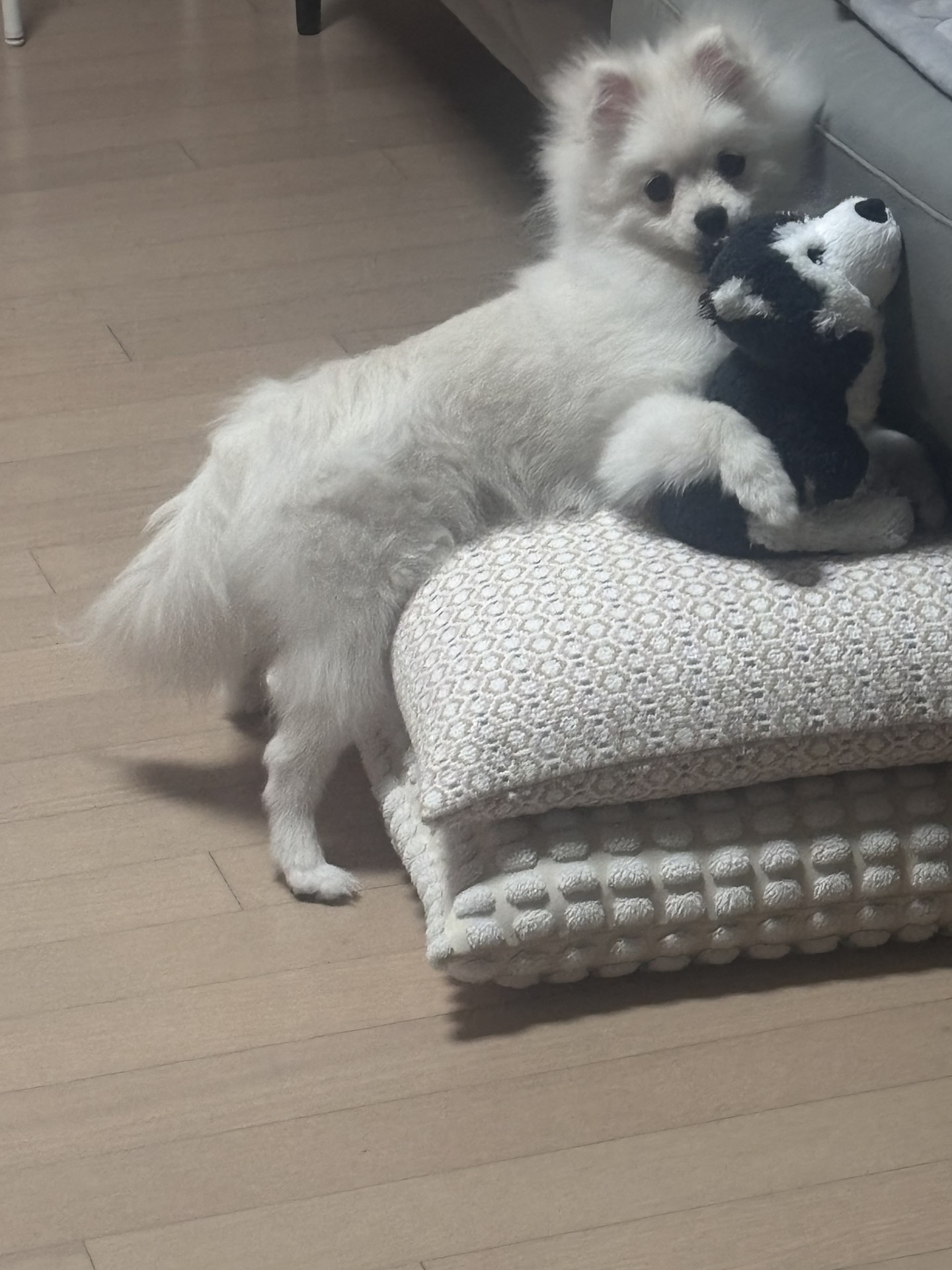 🐶