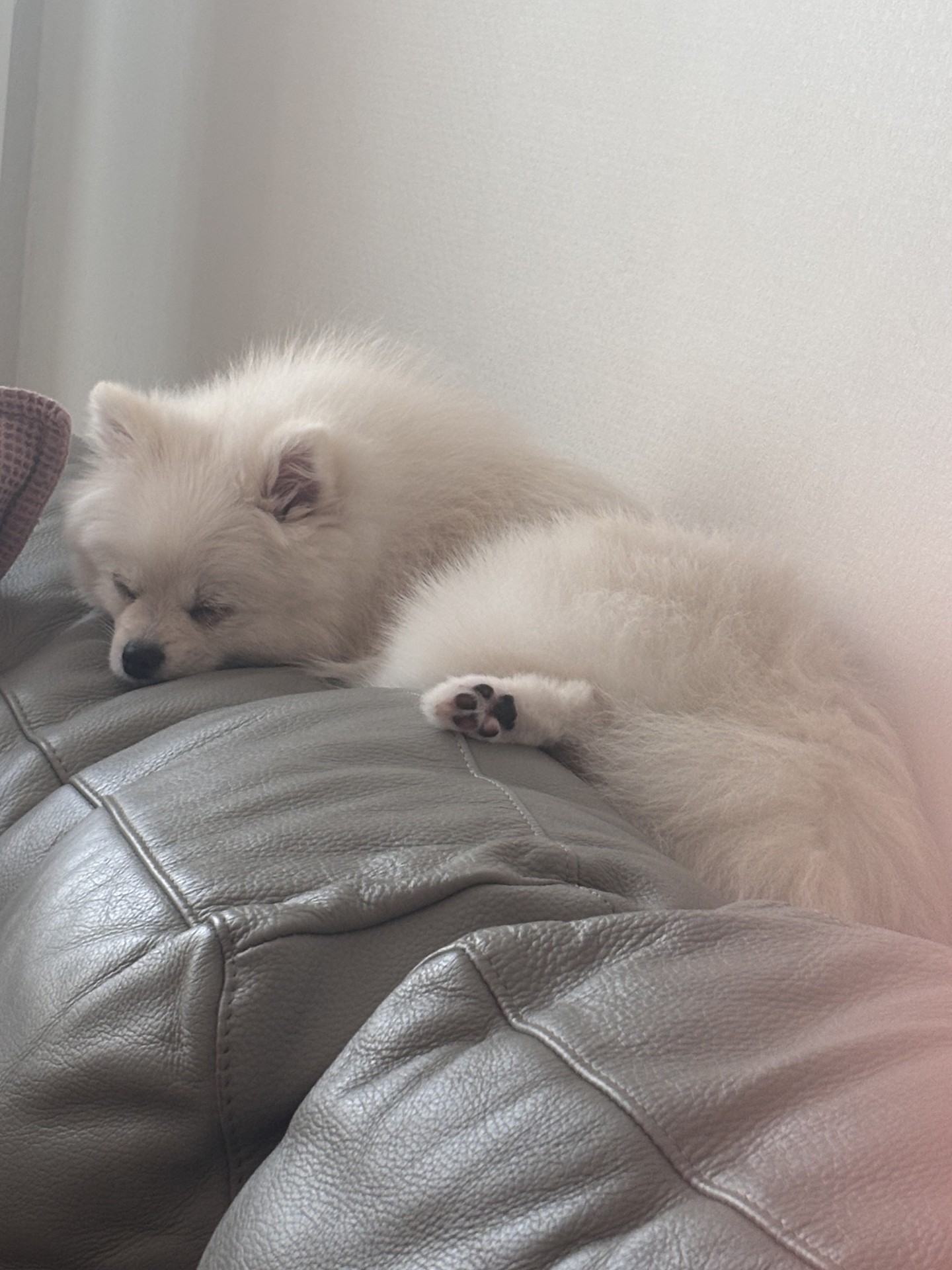 🐶