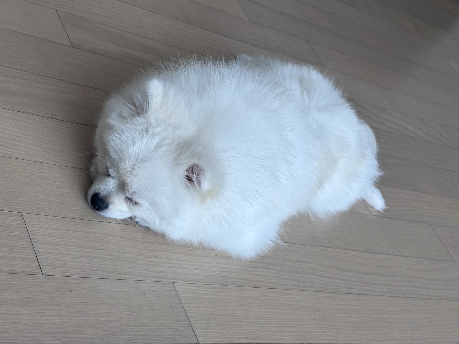 🐶