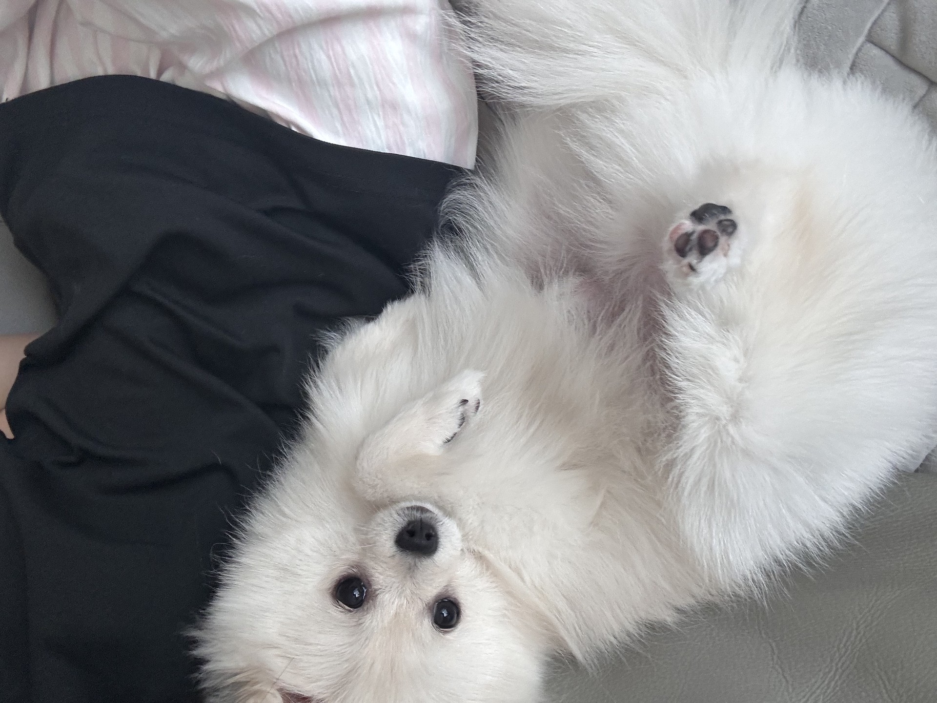 🐶