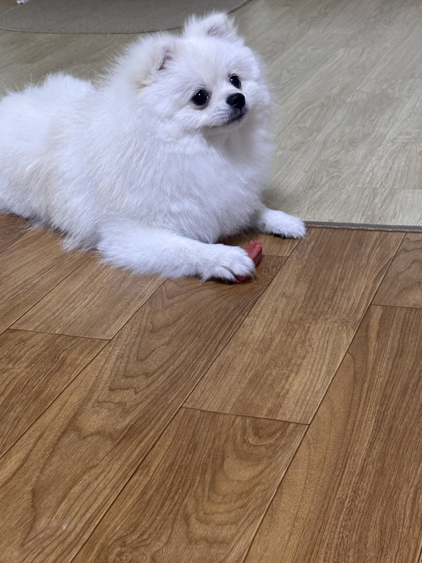 🐶