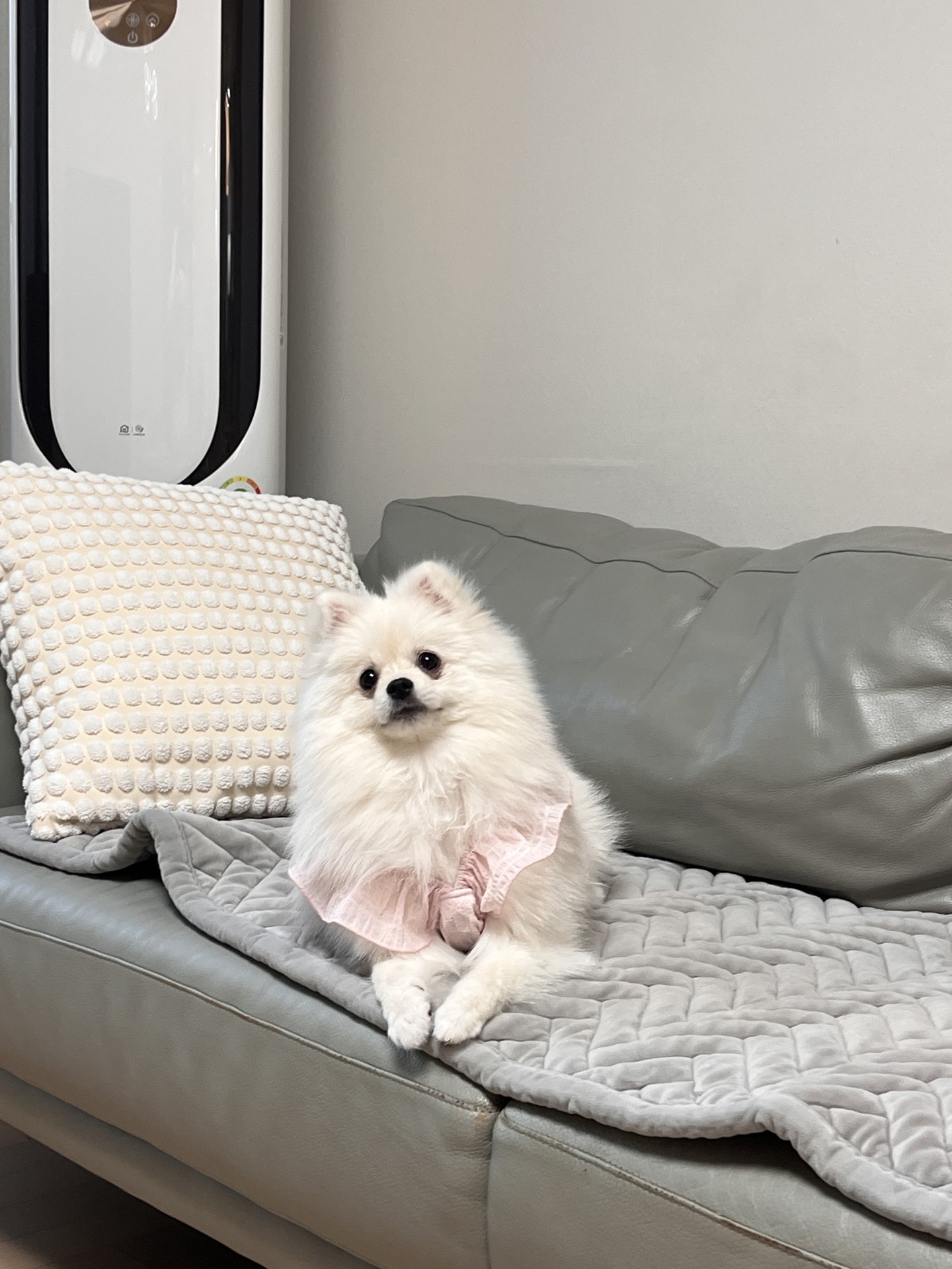 🐶