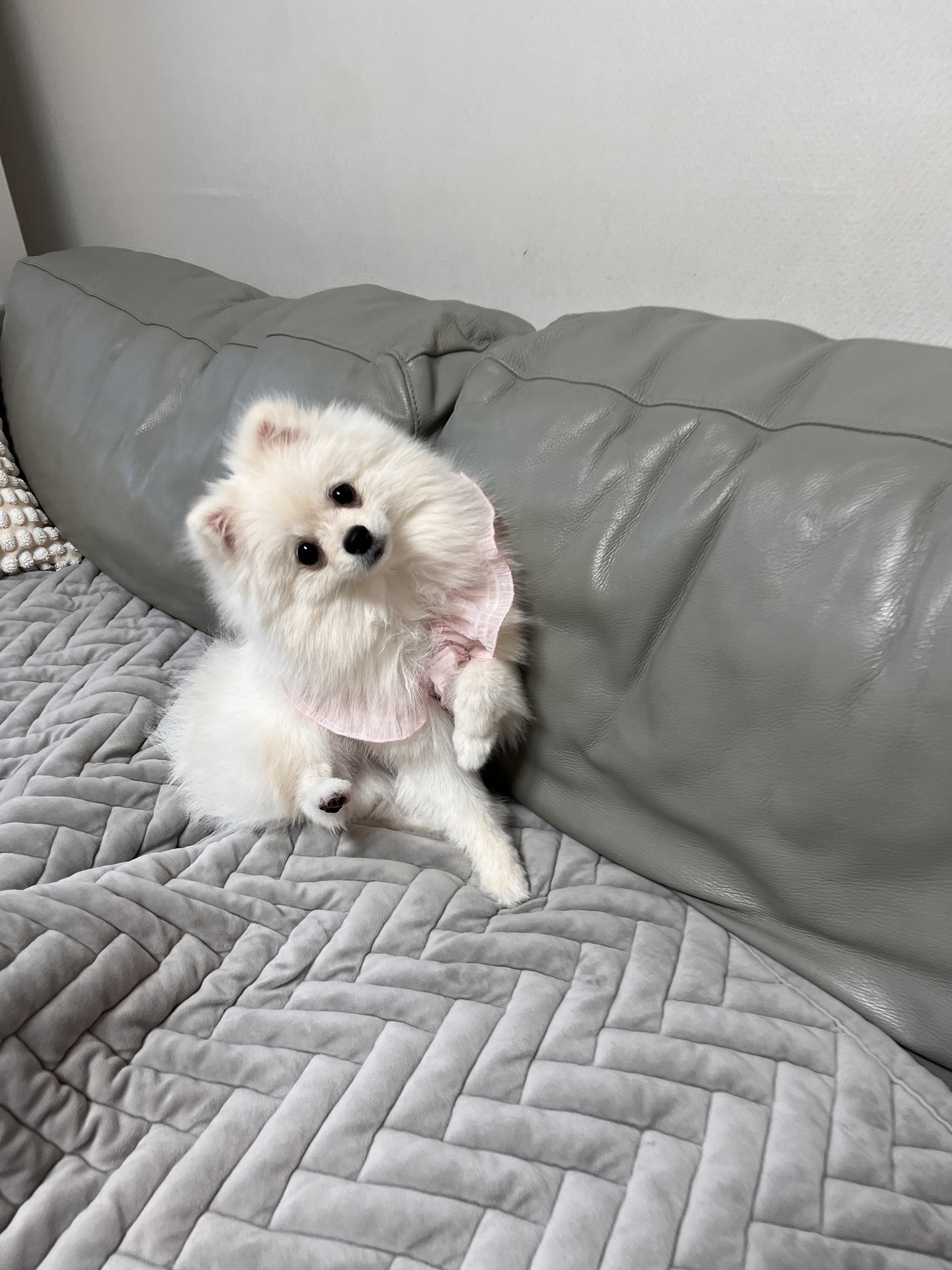 🐶