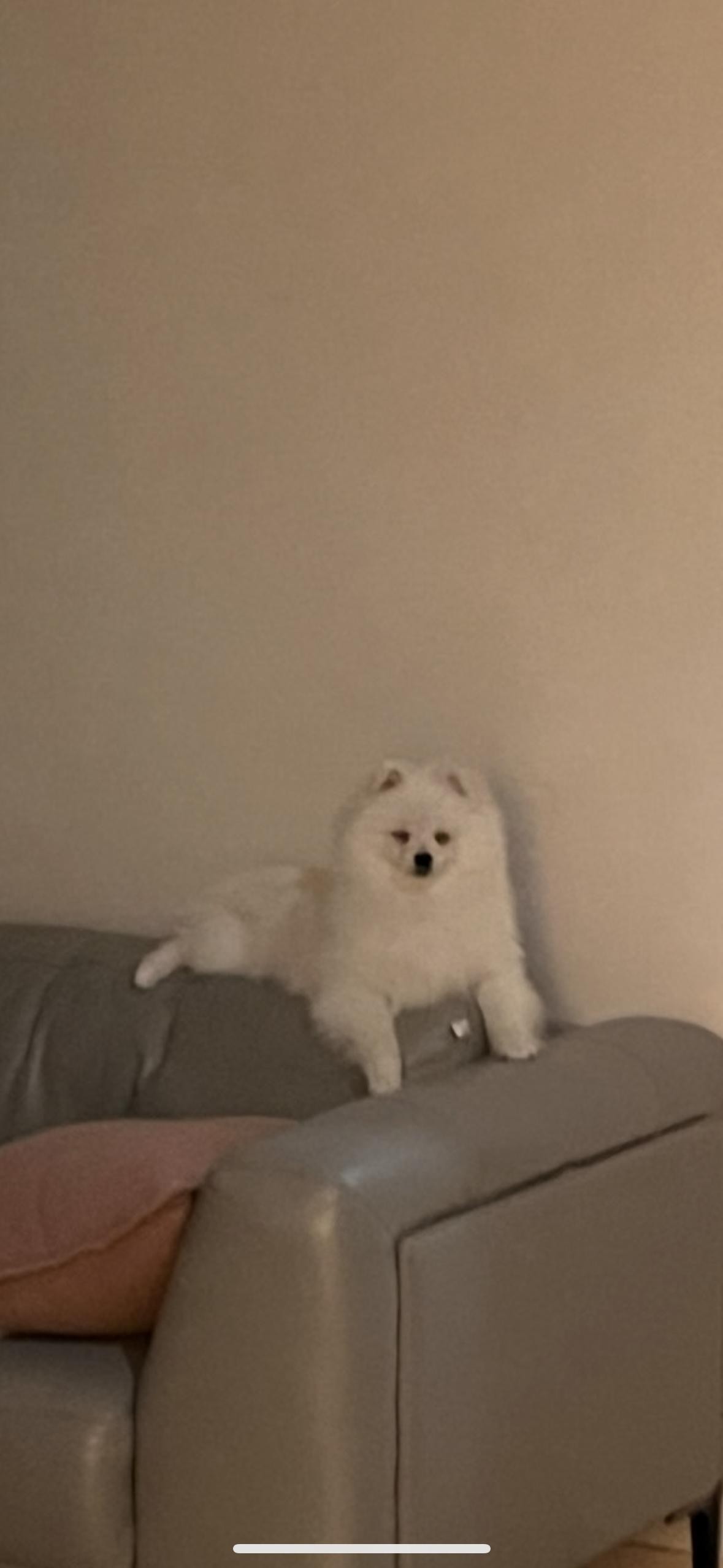 🐶
