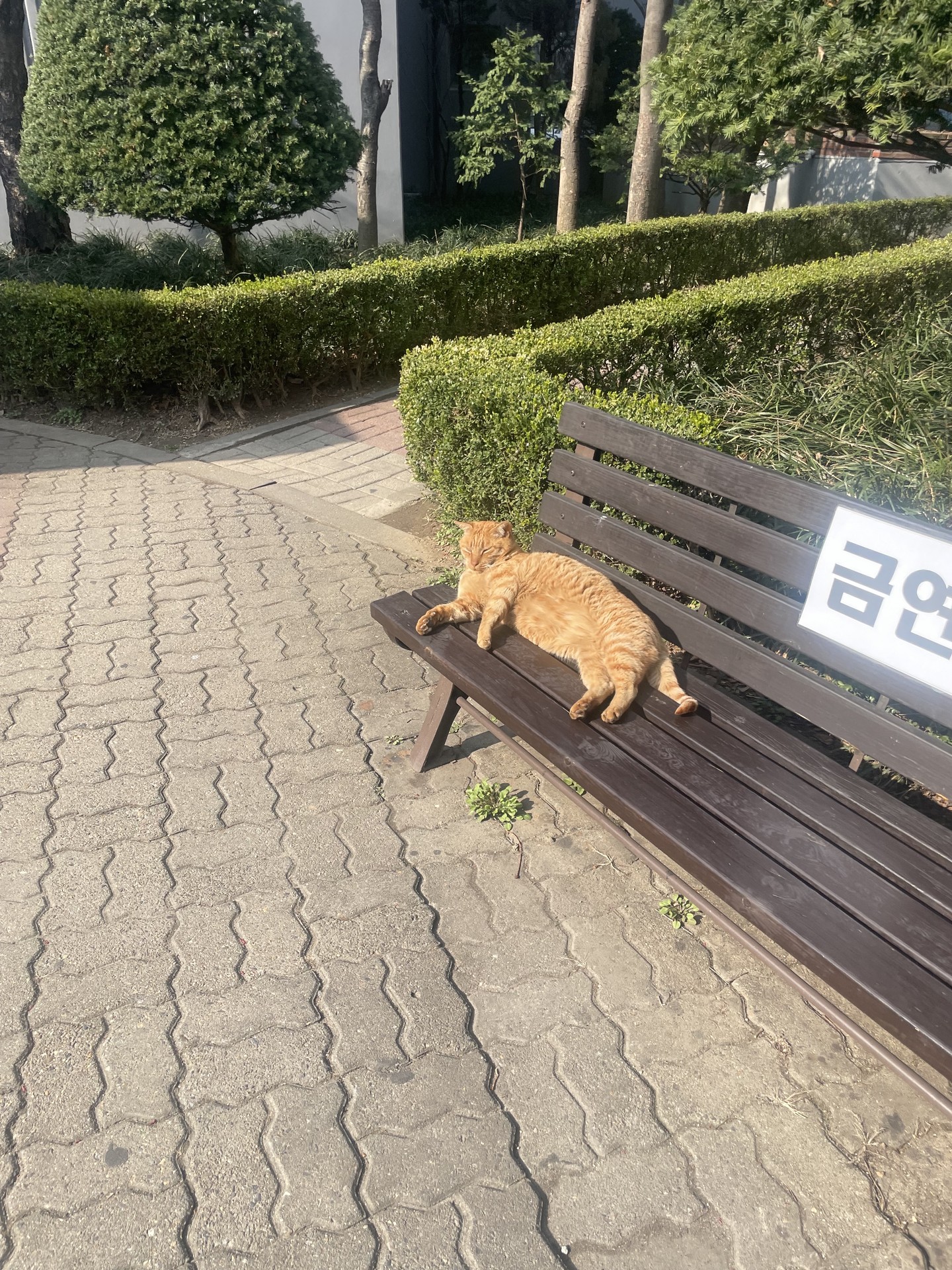 고양이! 사진이 안 올라갔네..미안