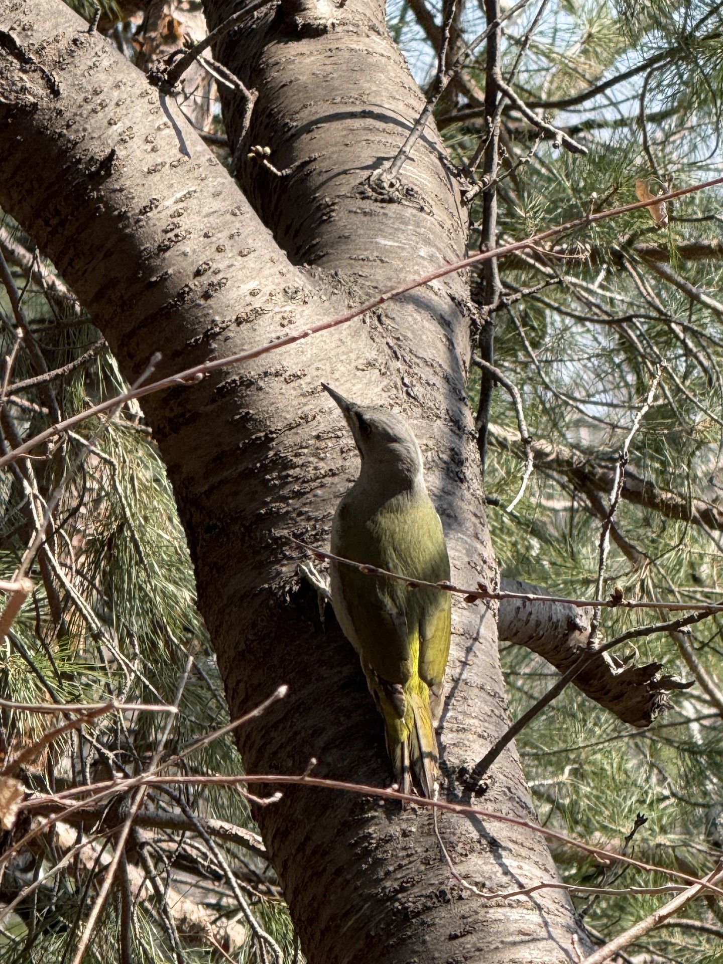 내가 찍은 청딱다구리~~