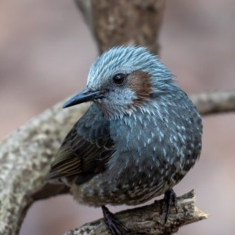 ㅇ,아 저 직박구리가 아니얏!! 이 직박구리얏!!!