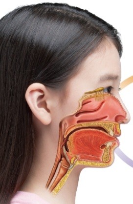 후각신경인데 축소시키다보니...ㅋㅋㅋ