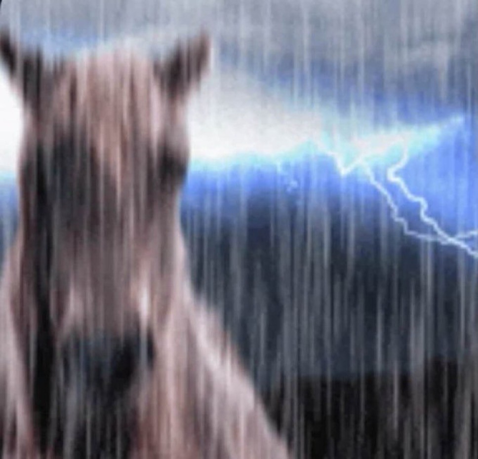 아우 둘기님 이러지 마세요 님 혼자 쉐도잉 복싱이에요 