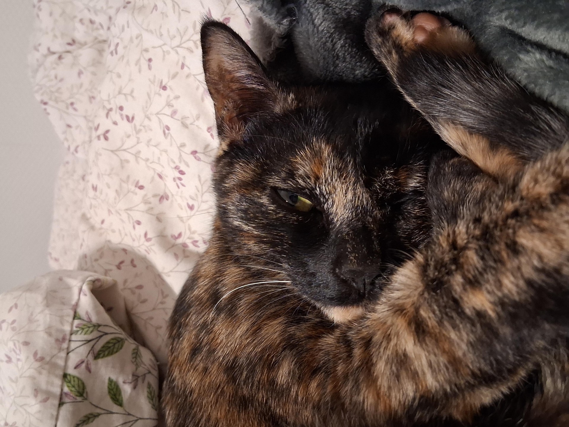 🐱🐈❤️🩵
